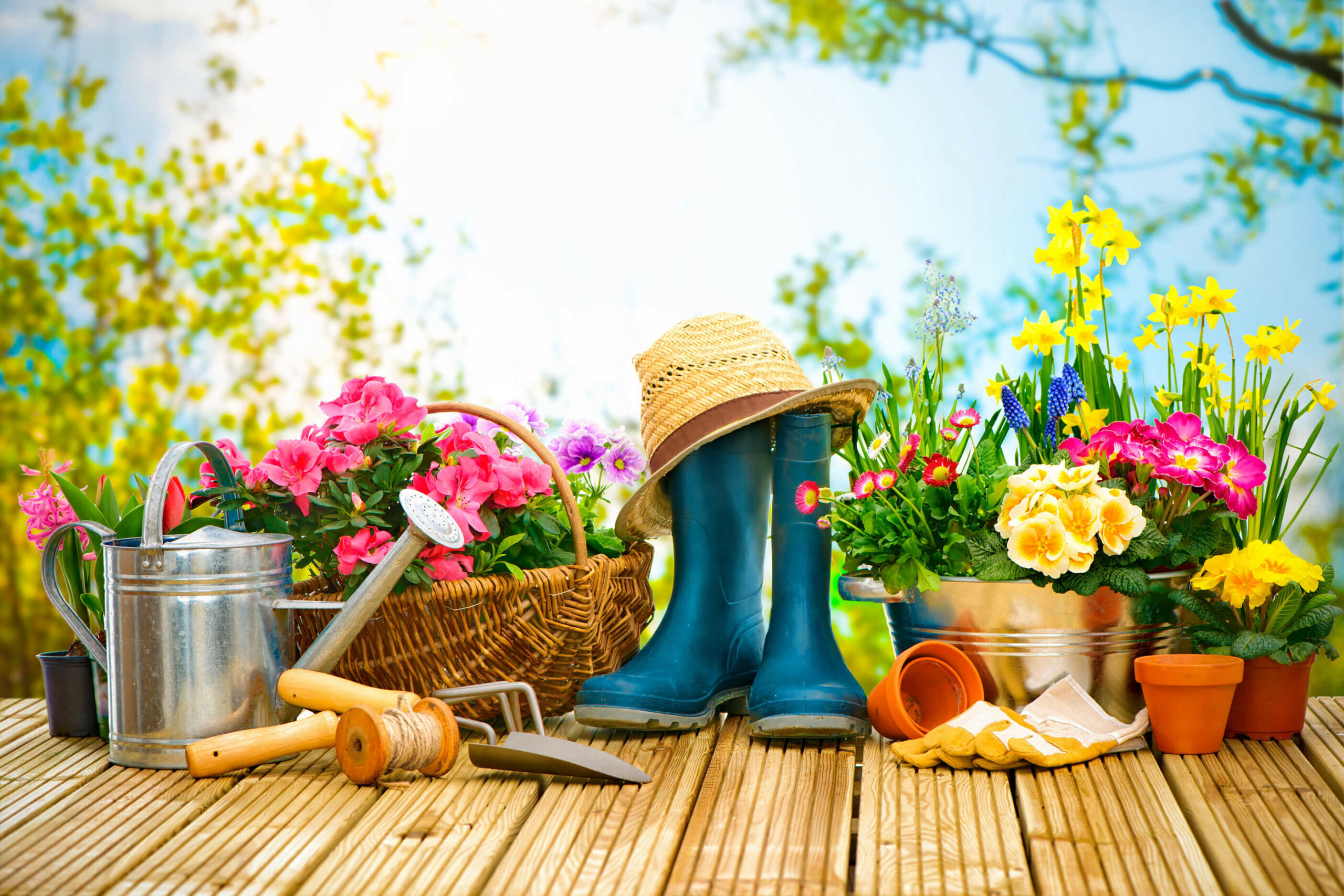 Frühling auf Balkonien