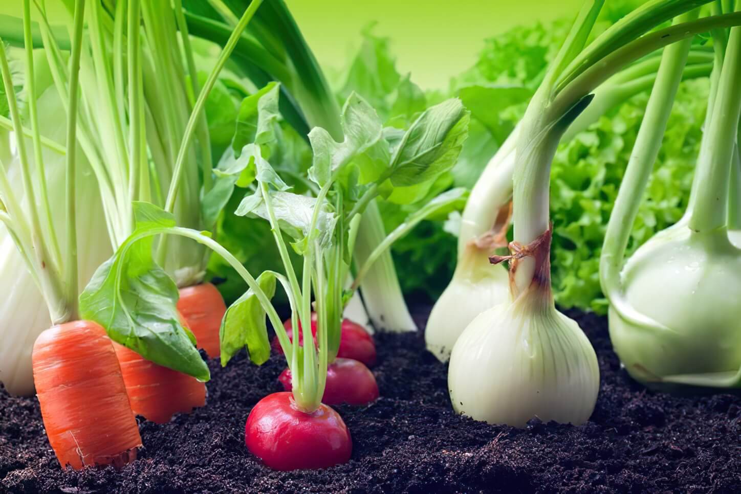 Hochbeet anlegen: Hochbeete befüllen und bepflanzen