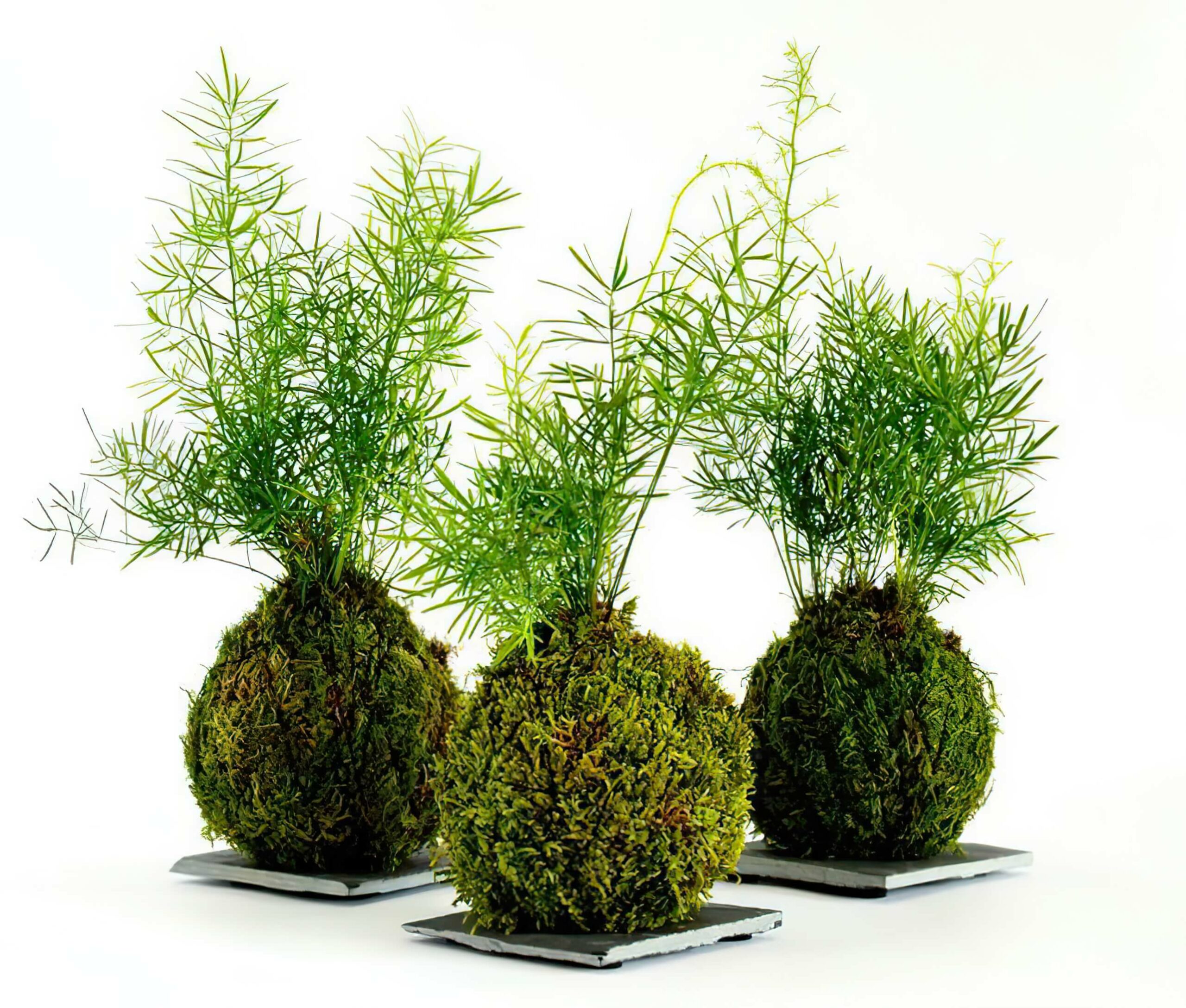 Kokedama selbstgemacht